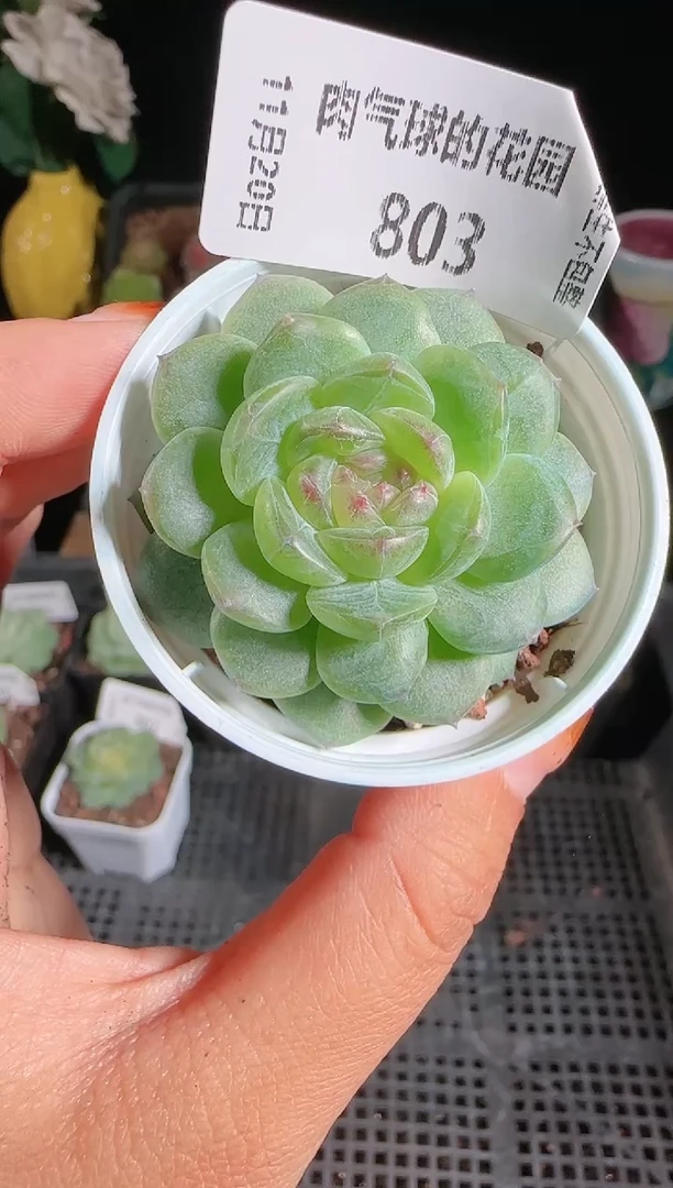 1120-803p3-9群生不包整