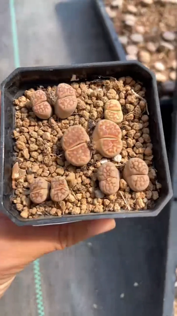 0597直播一物一拍