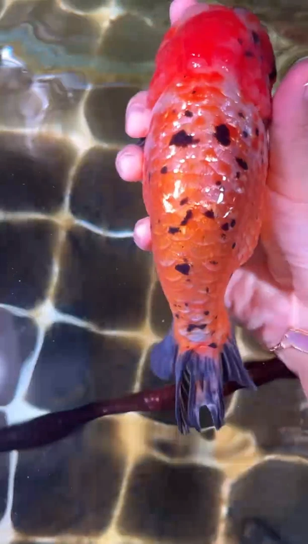 金鱼（运费自理，马印灯照射）福州追鱼兰寿金鱼