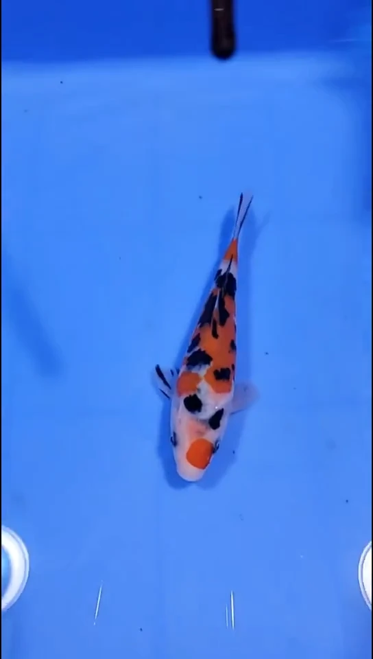 锦鲤【251127-01】 大正三色 14公分 不详 吉祥锦鲤 寄养半年