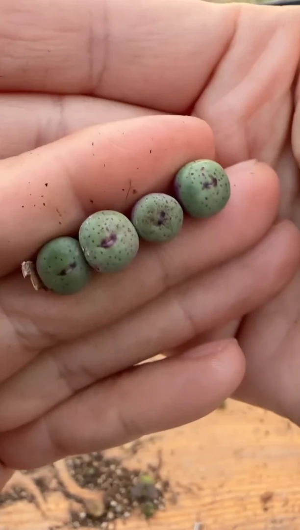 【闪购商品】9-450