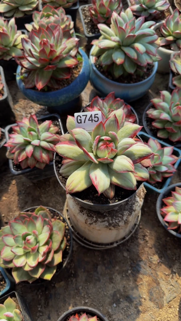 G745惊鸿仙子（裸根发货）