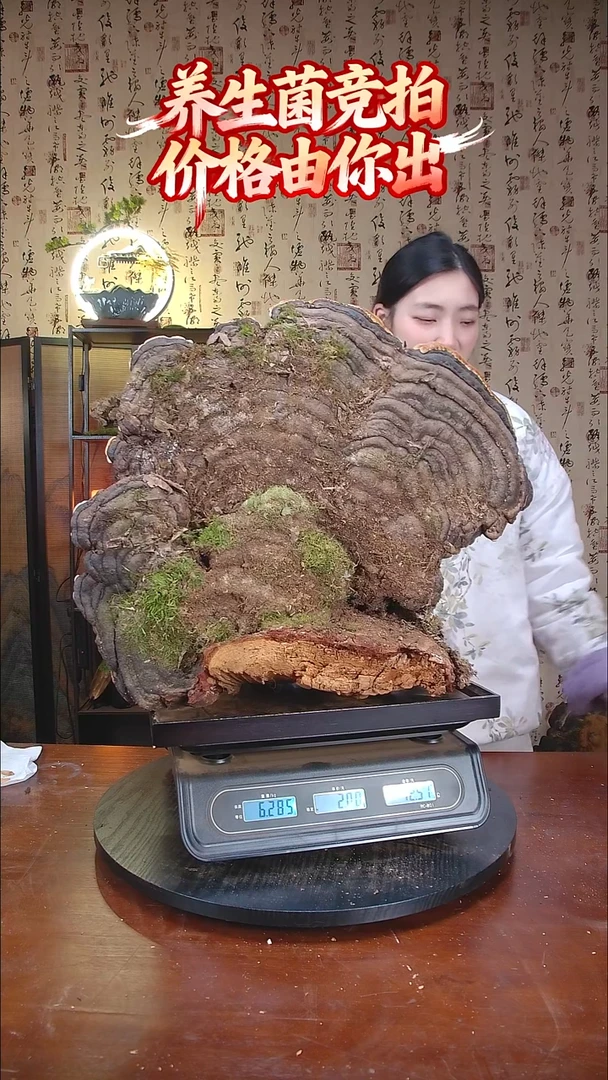 红缘拟层孔菌中国大陆【藏区野生】红缘树舌（12.57斤）130-140年份