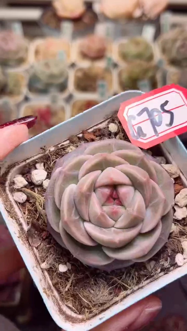 【闪购商品】G705闰土一物一拍