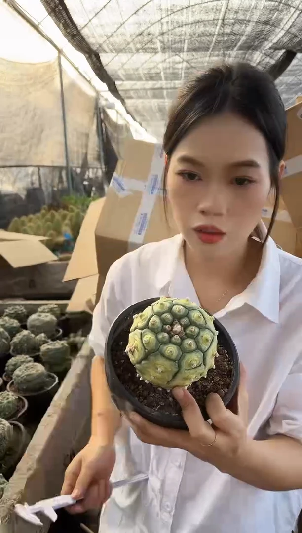 一物一拍3号兜9cm（木质化正常）