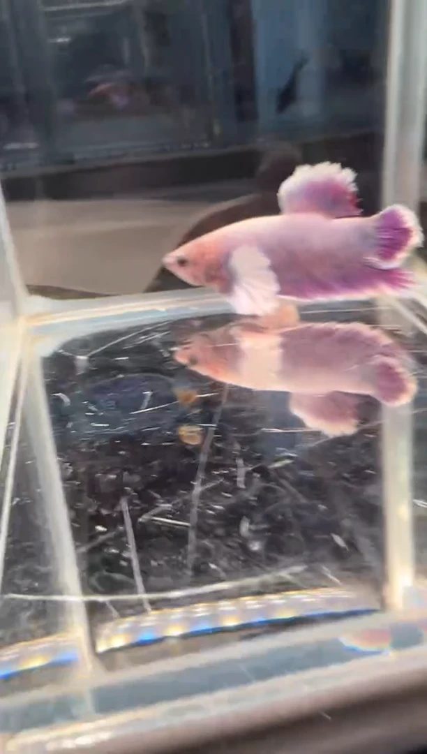 斗鱼绣球大耳朵斗鱼