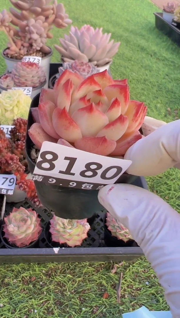 【闪购商品】信福多肉一物一拍