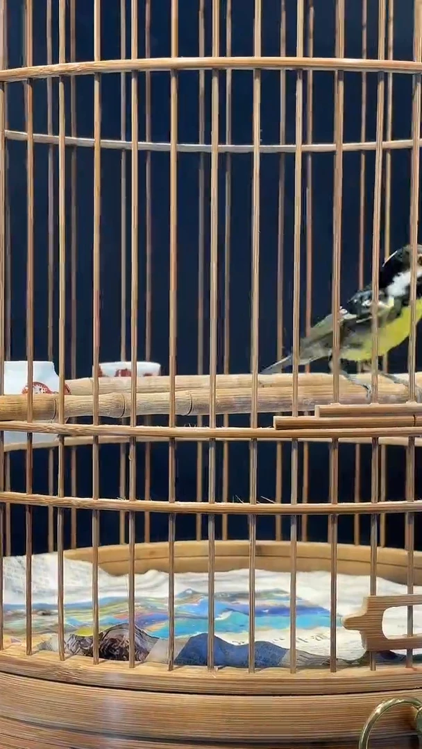 21号   黄腹山雀养笼0元起拍