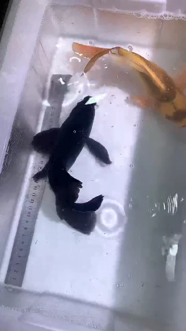 蝴蝶鲤鱼蝴蝶鲤直播选鱼专用链接 凭开箱视频售后
