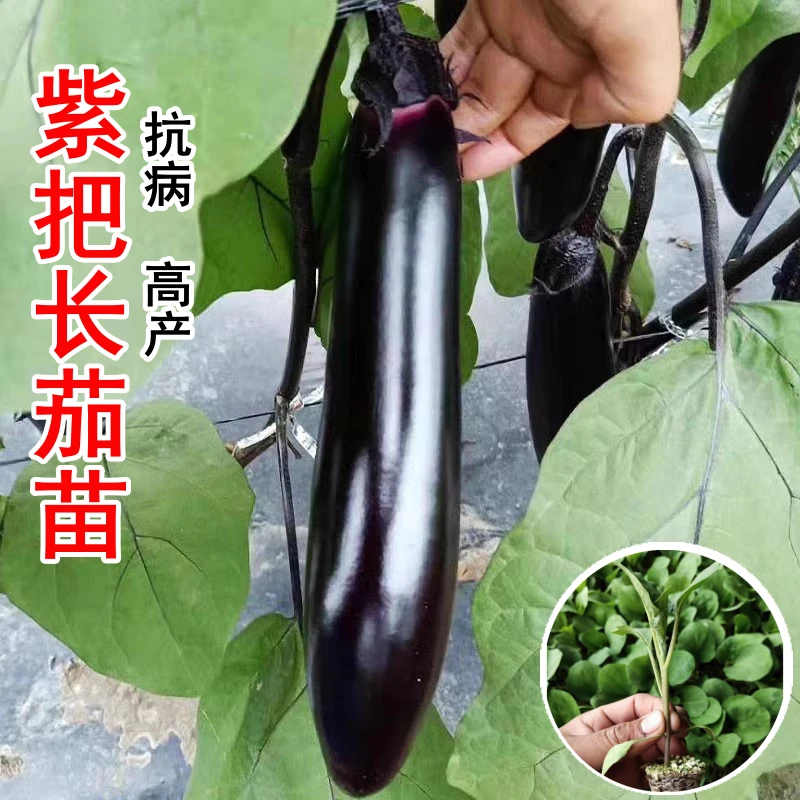 大龙黑长茄子苗带土发货露天盆栽秧苗当季种植抗病正宗高产易成活