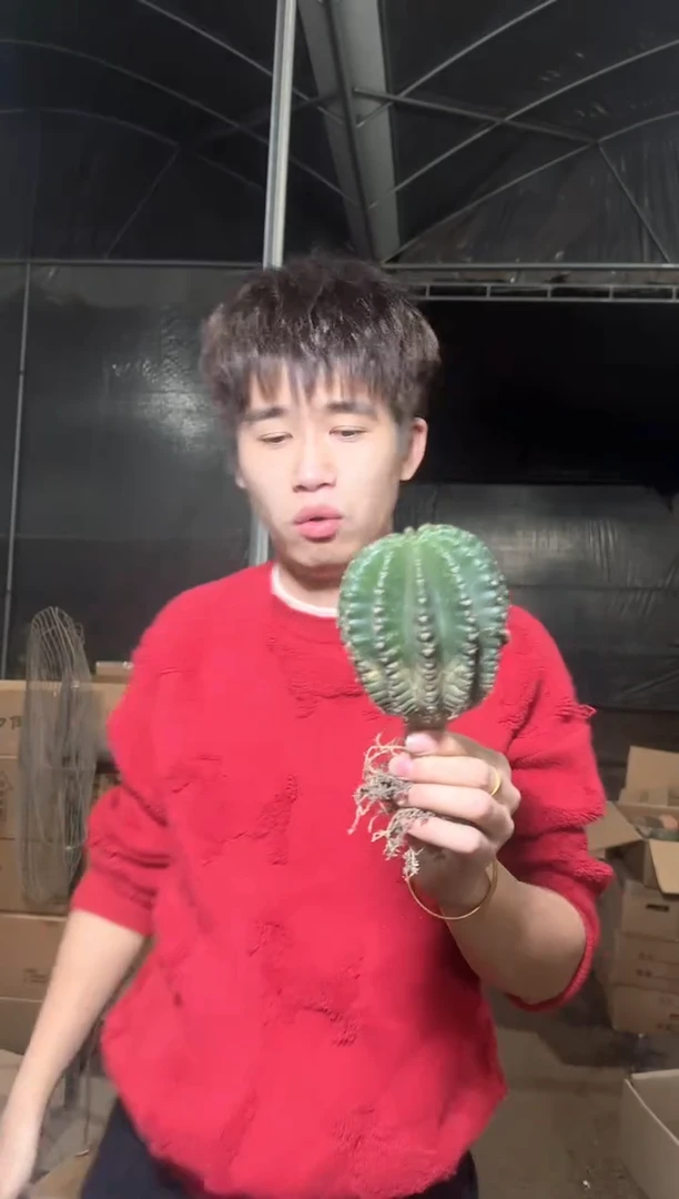 实生根 小号 金刚彩草