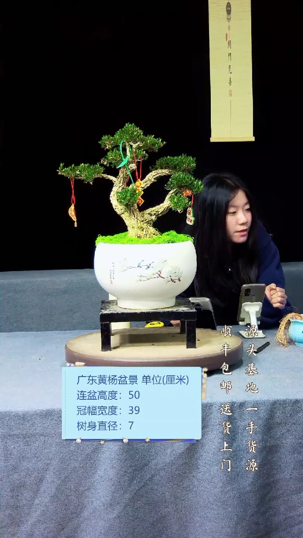 【闪购商品】黄杨盆景黄杨盆景