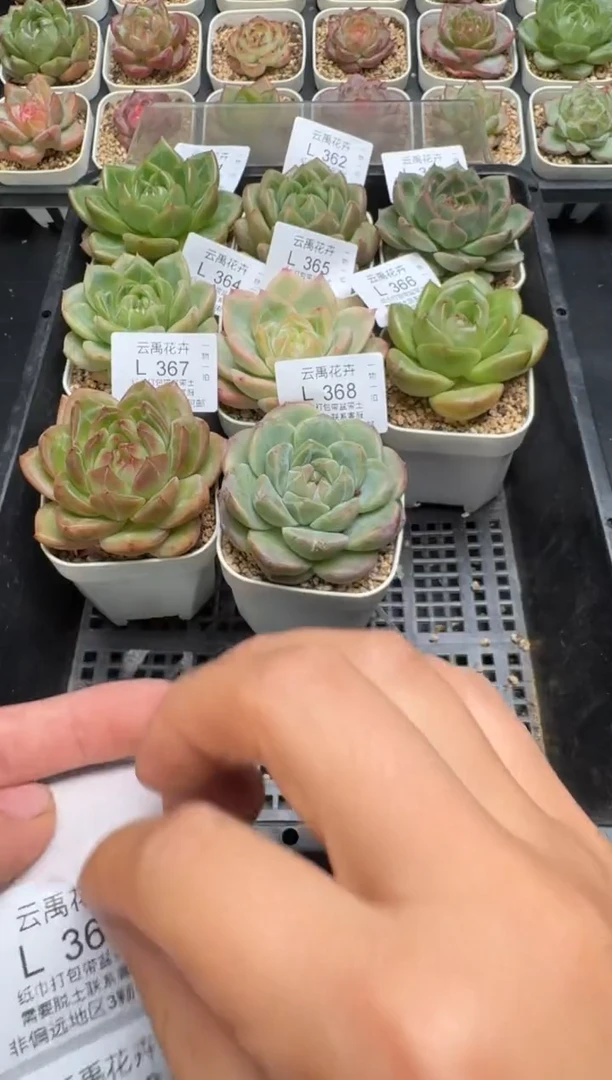 h***，344 343L当天拍3颗包柚 带盆土纸巾打包 云禹花卉 珍妮多肉