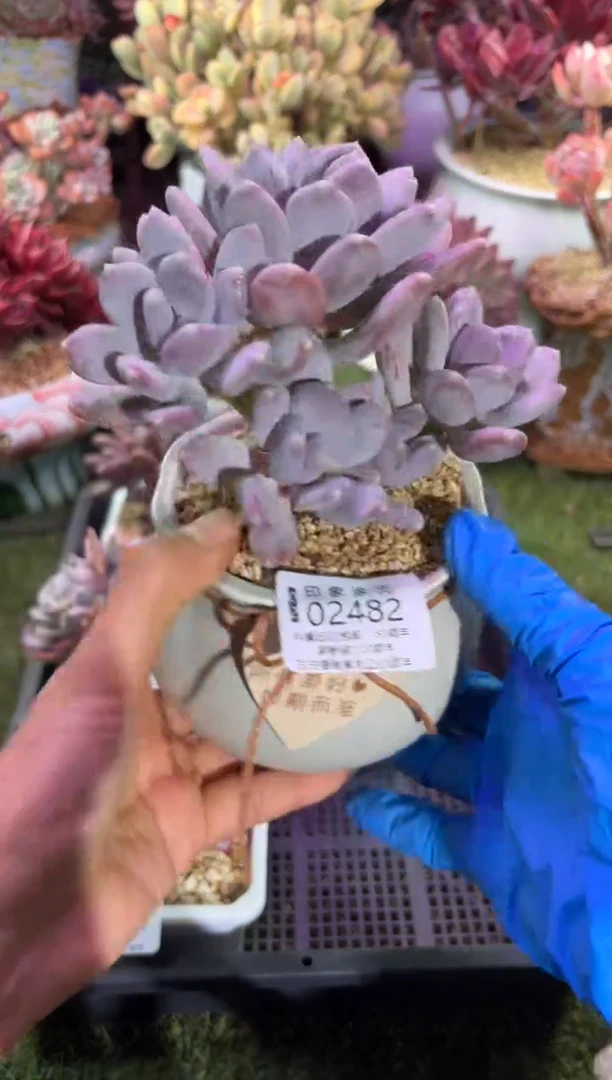 【闪购商品】02482