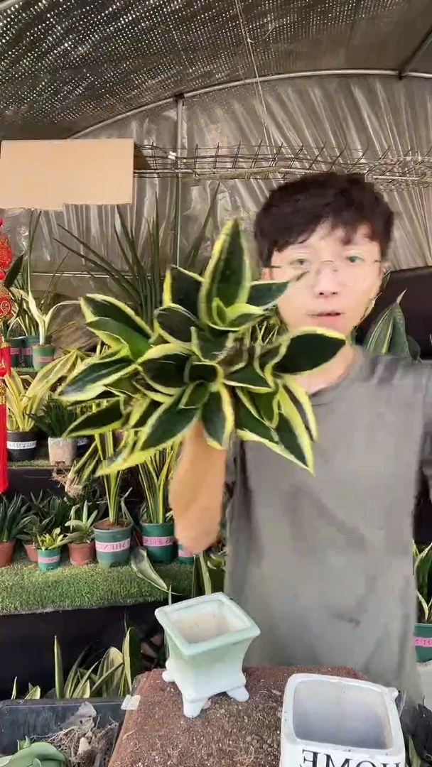 荷花兰仔裸根5棵9.9