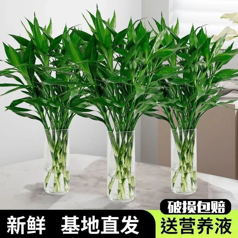 富贵竹水培植物绿植花卉室内花客厅招财水养绿萝转运竹节节高好养