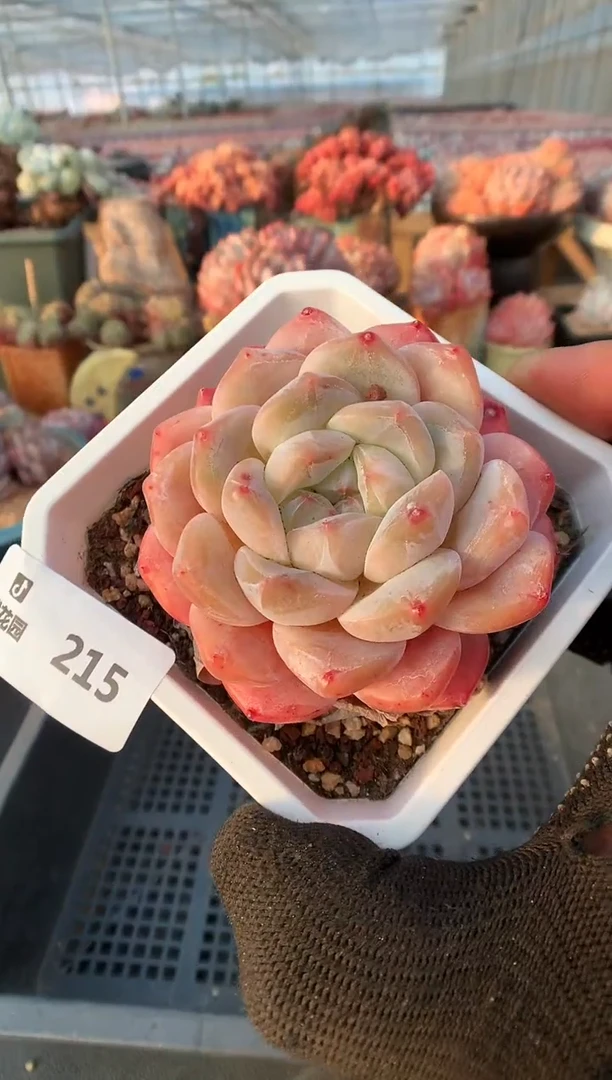 【闪购商品】215糖心一物一拍
