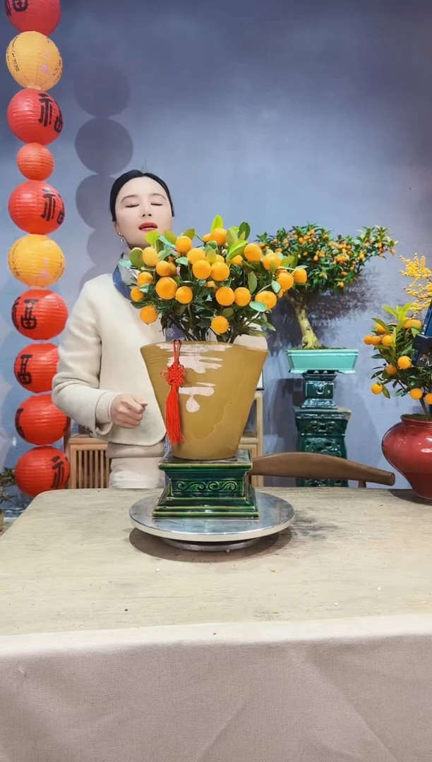 【闪购商品】盆景年桔