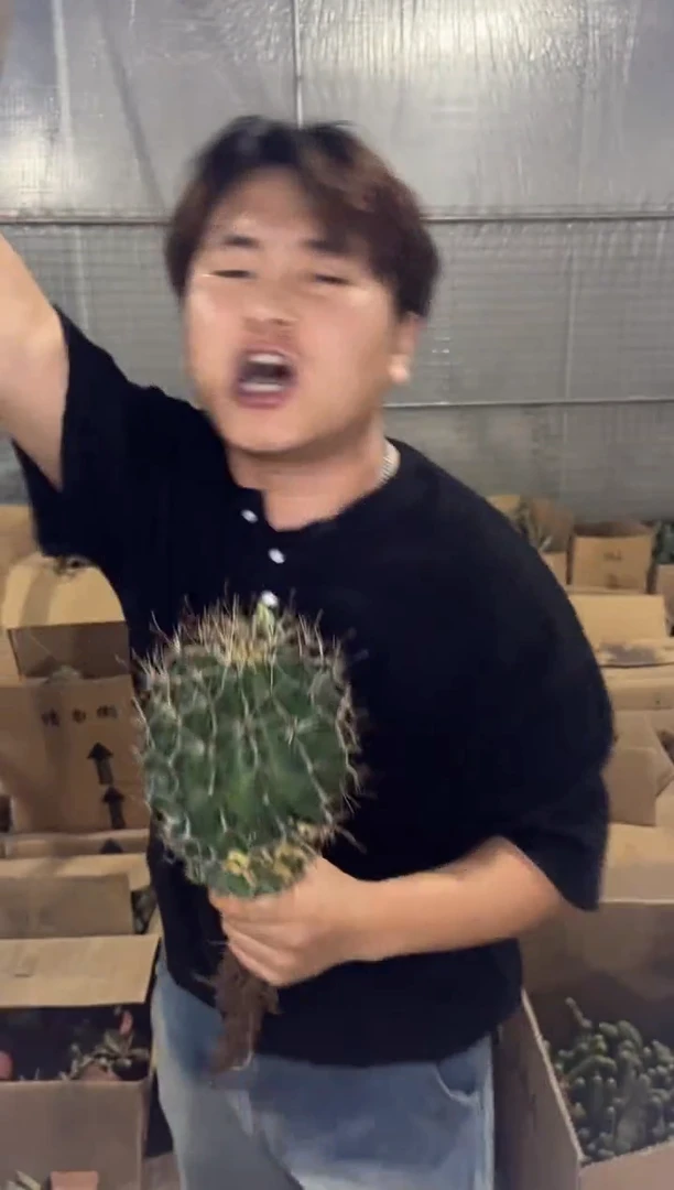 变色 大号龙王【实生根】不指定带花苞