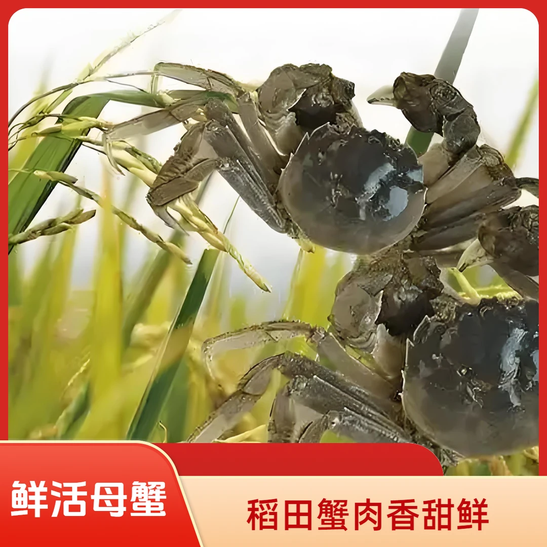 【全活母蟹】盘锦河蟹稻田蟹母蟹(1.3-1.0两)*15只➕送5只