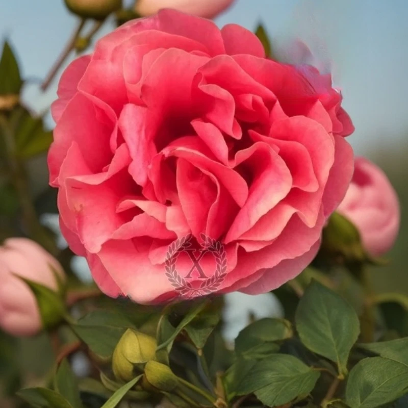 双十二【情人节之吻的根】进口芍药花苗