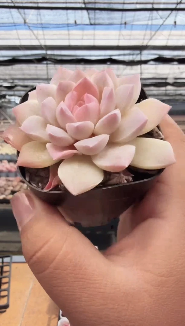 东云多肉园新款-246