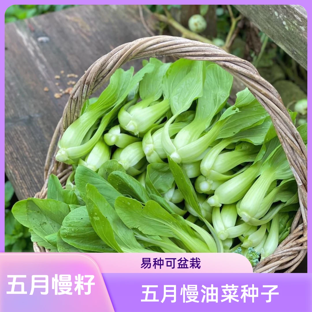 【拍2送1】五月慢种子 小油菜种子 家庭种植 可盆栽可地栽