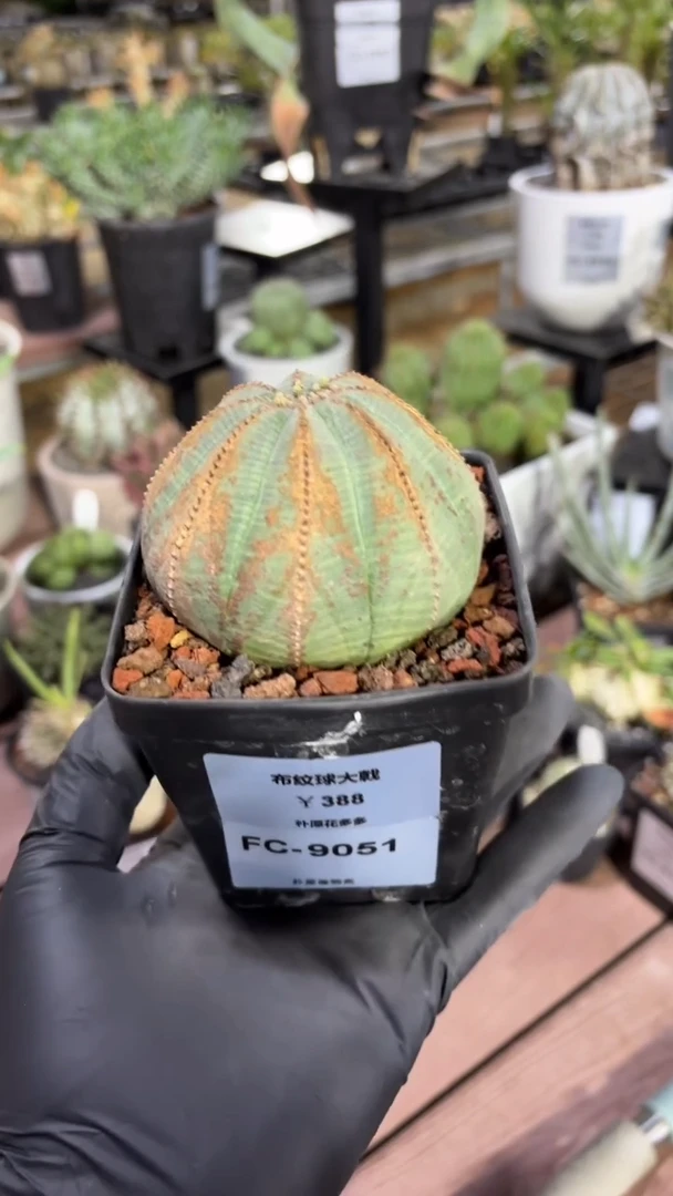 布纹球大戟FC-9051