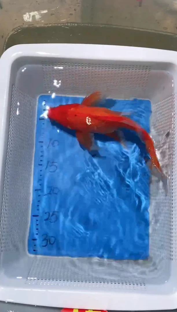 锦鲤锦鲤蝴蝶鲤鱼拍开箱视频包售后