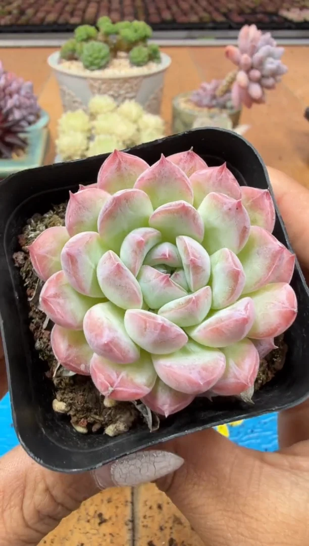 东云多肉园二店-585