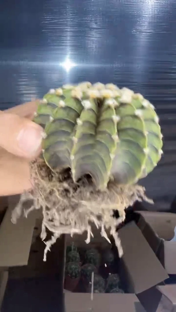 泰系高绒 纯肋骨【实生根】