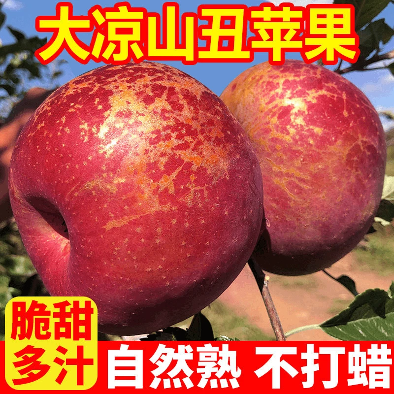大凉山盐源苹果现摘现发当季新鲜水果脆甜丑苹果整箱包邮