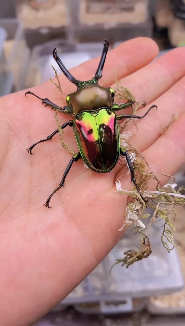 粗***腿58mm彩虹锹甲成虫公一只+进口饲养套餐