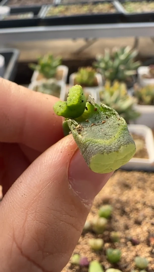 【闪购商品】9-225