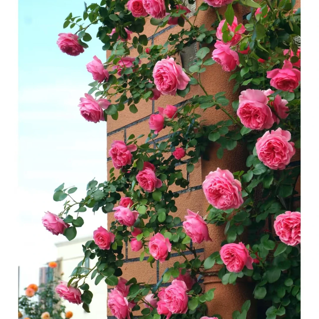 1.6米左右粉达月季花苗粉色达芬奇藤本月季花苗阳庭院爬藤蔷薇花