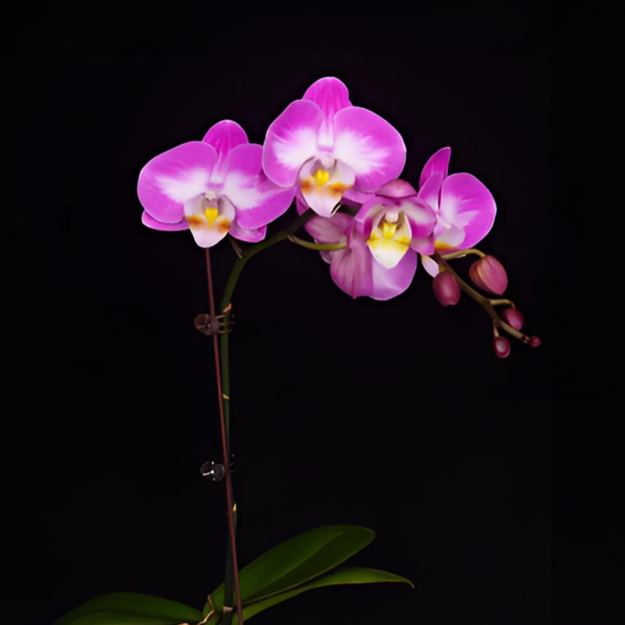 蝴蝶兰2.8寸【雪山飞狐】全花开花株发货