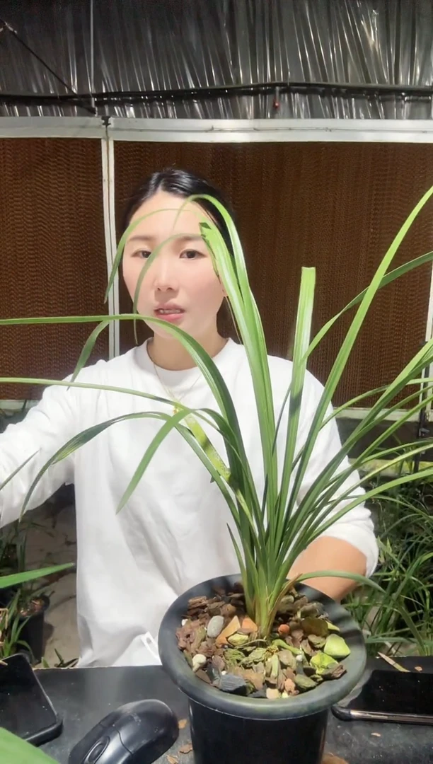 无花朵大一品 3苗带花苞