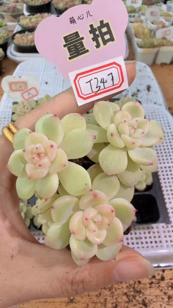 T347/大  单双混 3颗量拍混发 满9.9包邮