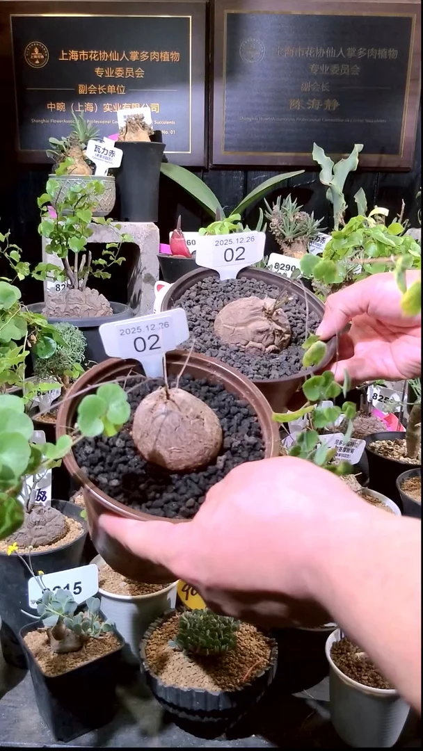 02号1226福利南非龟甲龙买一送一