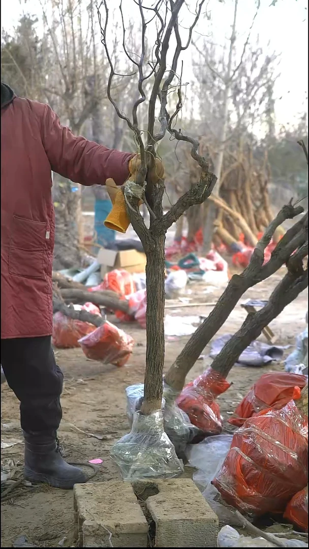 完全开放枣树200
