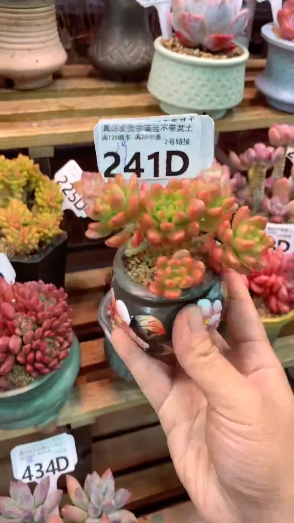 241D（一物一拍实付满28发货，默认不带盆土）