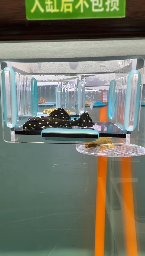 清道夫鱼018号240入缸不包损录制完整开箱视频5.7厘米