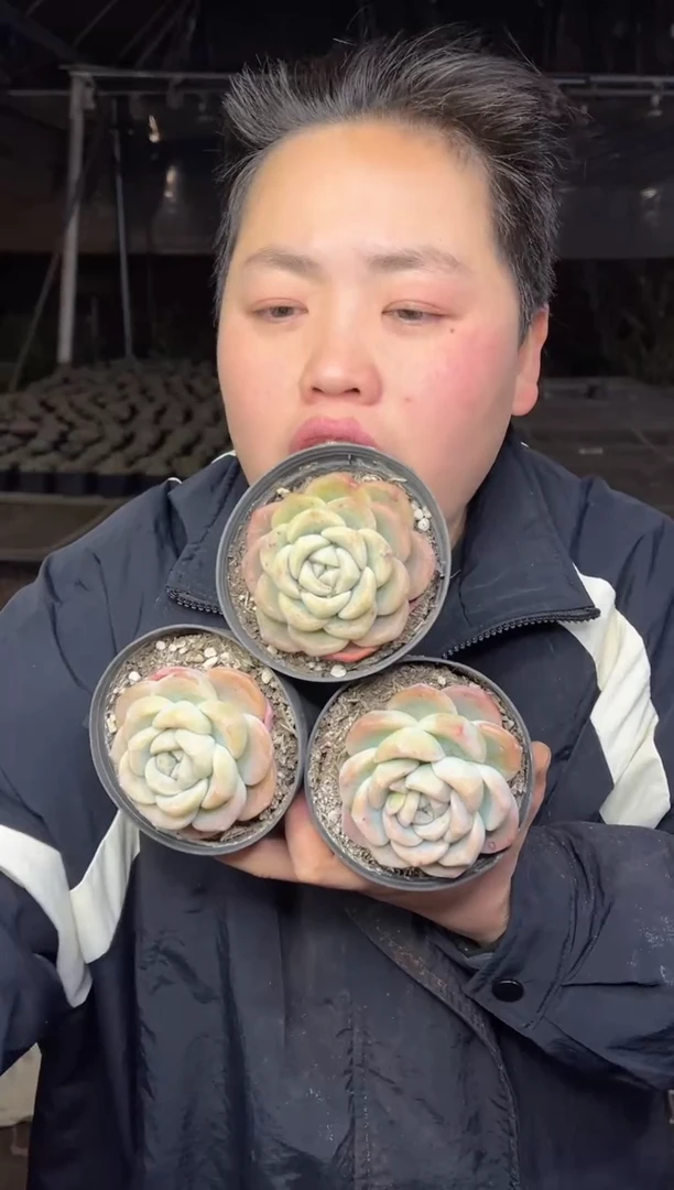 【闪购商品】10-玫瑰冰玉三颗带盆土5