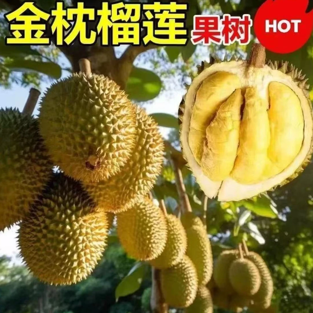 榴莲树苗金枕猫山王南放北方可种植的耐寒果树