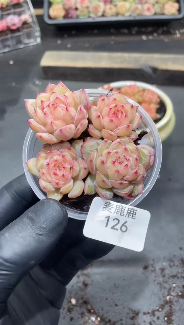 126雪花珍妮      量拍