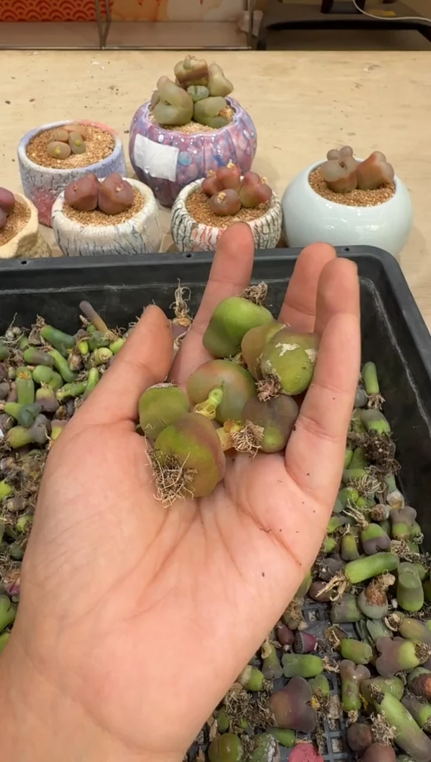 6-89多肉植物肉锥