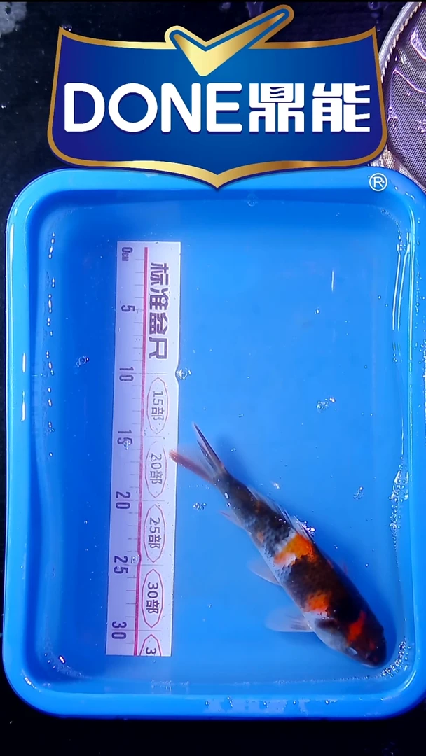 锦鲤直播间菁选 对版发货 21号