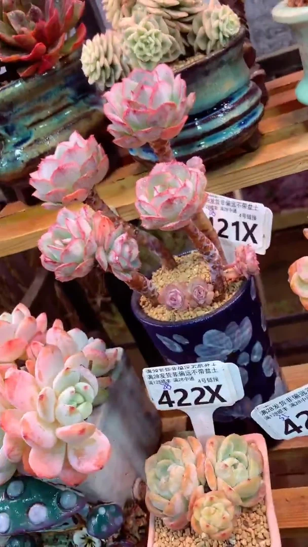 421X（一物一拍实付满28发货，默认不带盆土）