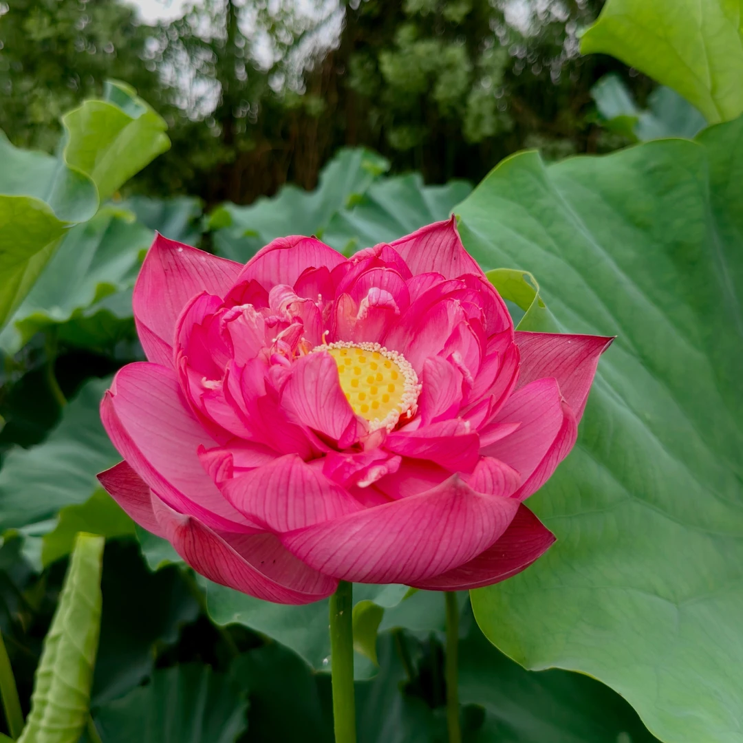 【太空荷花种藕】金碧留香中大型易栽培庭院阳台水培浓香多年生爆款