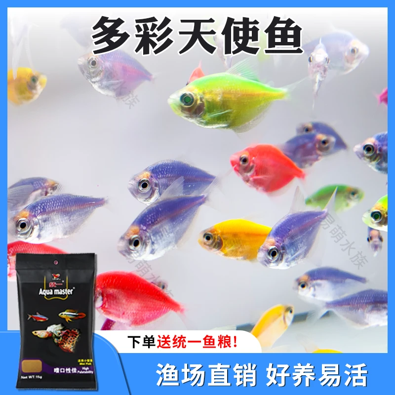 小型天使鱼七彩糖果热带观赏鱼淡水鱼好养易活适合新手